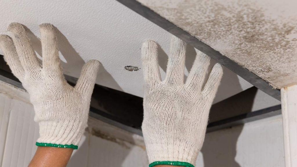 Roof leak detection Kew